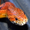 Vartotojo avataras